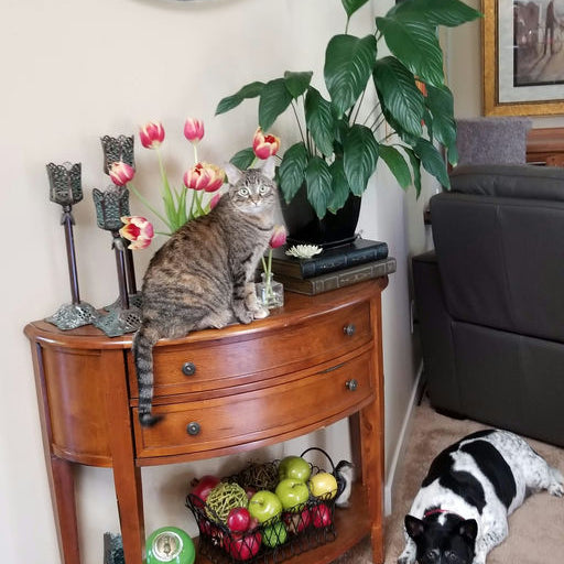 A tabby cat sits on a wooden console table adorned with flowers. A black and white dog lies on the carpet nearby, and decorative fruits are displayed below.