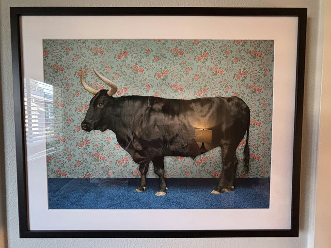 A black cow stands against a floral wallpaper backdrop, framed elegantly, with a blue carpet beneath. A lamp reflection is visible in the image.
